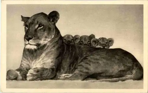 Berlin Zoo - Lion -88214