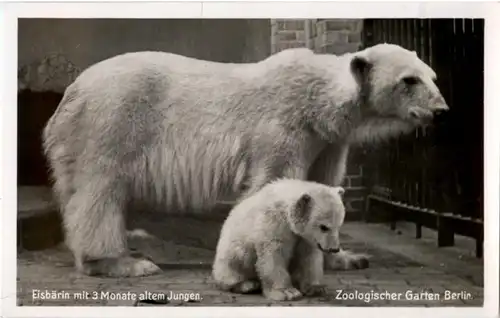 Berlin - Zoologischer Garten - Polar bear - Eisbär -87492