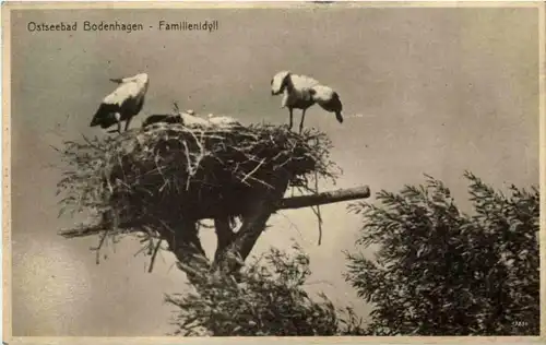 Ostseebad Bodenhagen - Storch -87500
