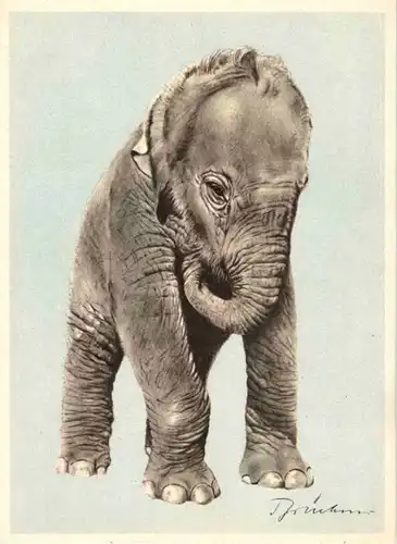 Elefant -88232