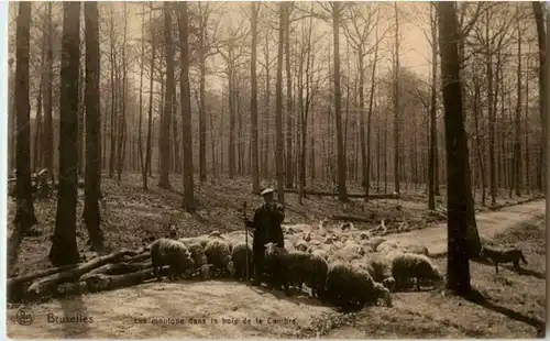 Bruxelles - Les moutons dans le bois de la cambre -86024