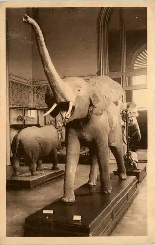 Tervueren - Musee du Congo Belge - elephant -215760