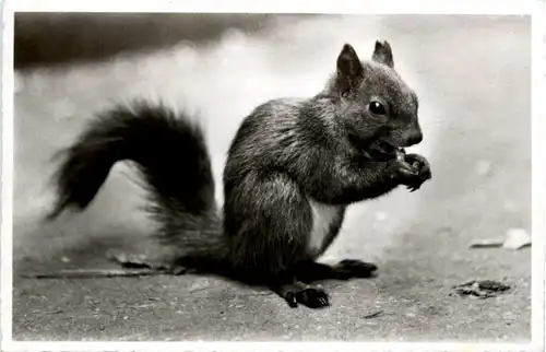 Eichhörnchen - Davos -215590