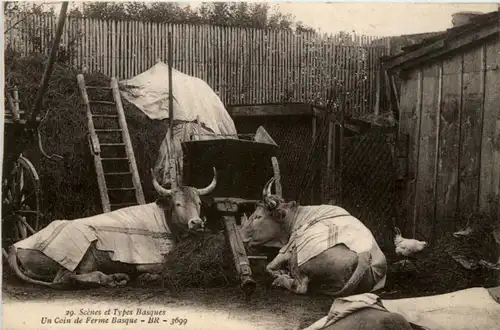 Pays Basque - Boefs -217410