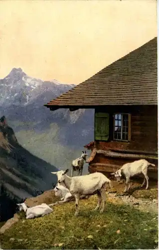 Ziegen - Goat -213450