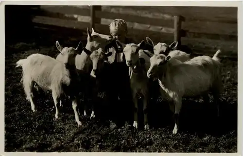 Ziegen - Goat -213624