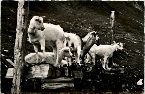 Ziegen - Goat -213630
