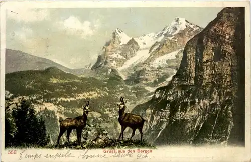 Gruss aus den Bergen - Gemsen -213958