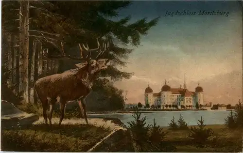 Jagdschloss Moritzburg - Hirsch -18742