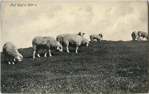 Rigi - Schafe -21968