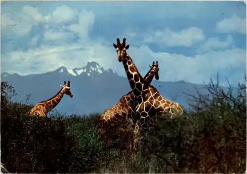 Giraffe with Mt. Kenya -19556