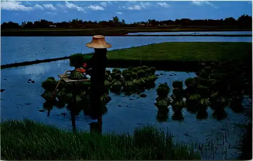 Thai Farmer -19640