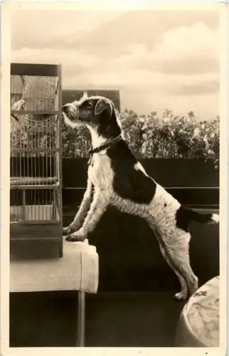 Hund -196774