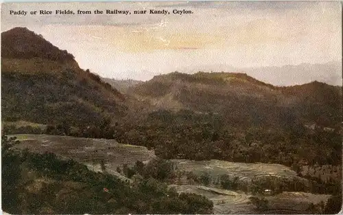 Kandy - Rice Fields -23864