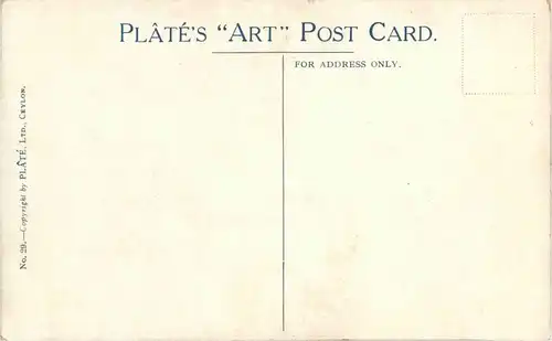 Kandy - Rice Fields -23864