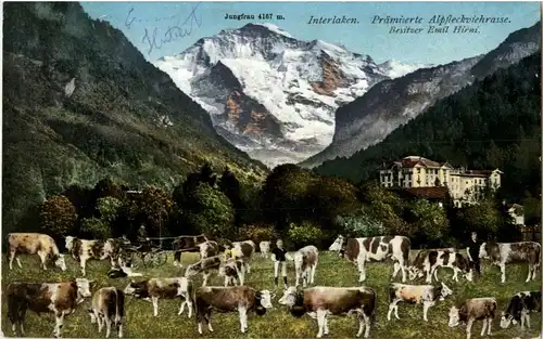 Interlaken - Kühe -22040