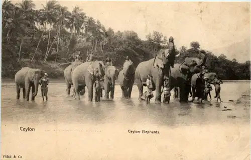 Ceylon Elephants -217712