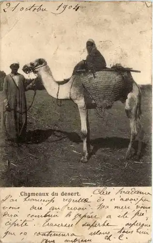 Camel - Chameaux du desert -217616