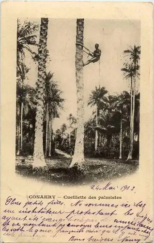 Conakry - Cueillette des palmistes -25188