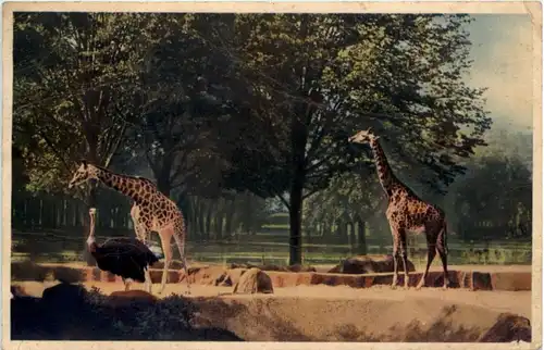 Paris - Parc Zoologique - Les Girafes -218276