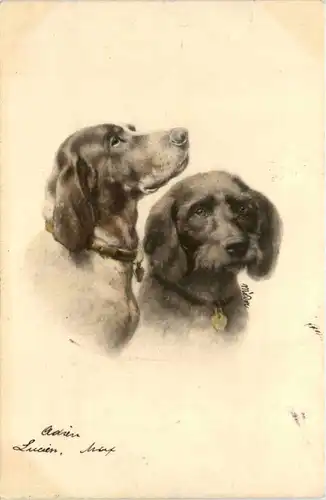 Hunde -219304