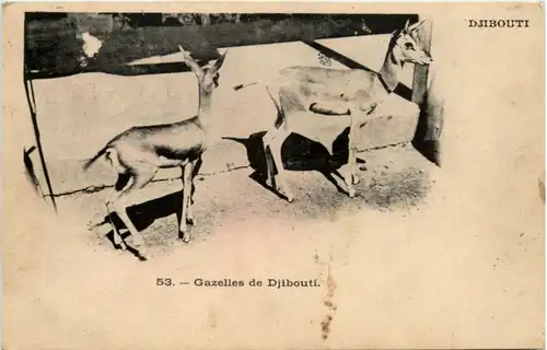 Gazelles de Djibouti -218612