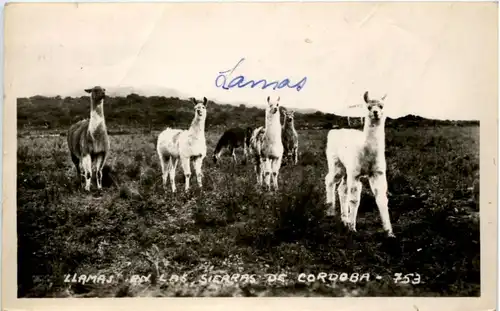 Llamas - Sierras de Cordoba -218740