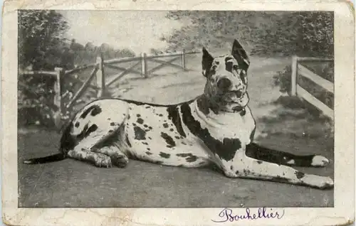 Dog -219160