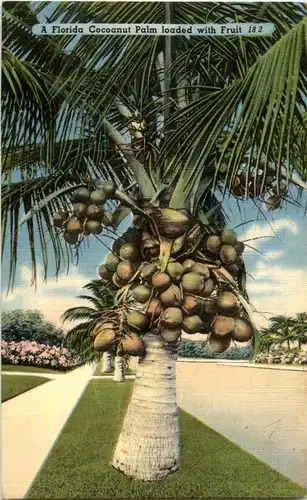 Florida - Cocoanut Palm -29856