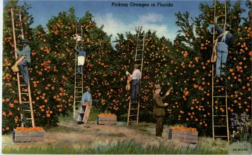 Florida - Picking Oranges -29814