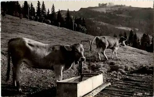 Rigi Kühe -N8207