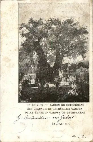 Olive Tree in garden of Gethsemane -30350
