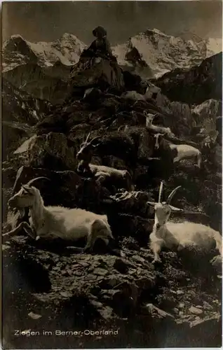 Ziegen im Berner Oberland -102464
