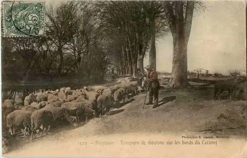 Brignoles - shepherd -15144