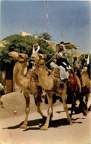Bedouin -31830