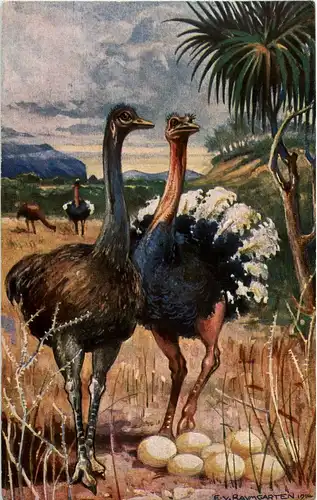 Strausse in Südwestafrika - Kolonialkriegerdank -35682