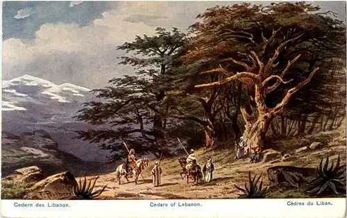 Cedern des Libanon -35678