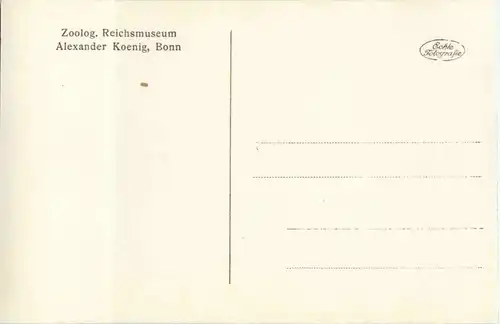 Elche im nordischen Schwingmoor -35644