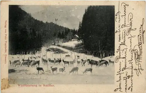 Radmer/Steiermark - Wildfütterung -306350