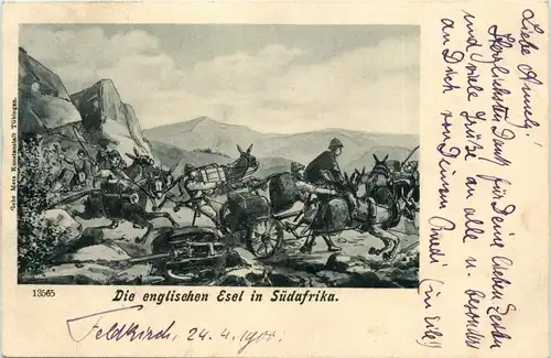 Die englischen Esel in Südafrika -260188