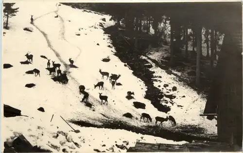 Eisenerz/Steiermark - Wildfütterung in Gsoll -307922