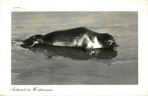 Seehund im Wattenmeer -88376