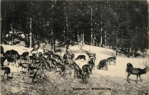 Eisenerz/Steiermark - Wildfütterung -307428