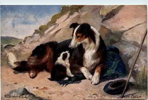 Hund - Scotsh Collie -254084