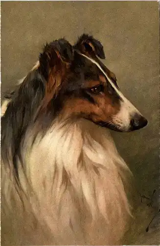 Hund - Collie -254090