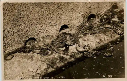 Sao Paulo - Instituto Butantan - Snake -256292
