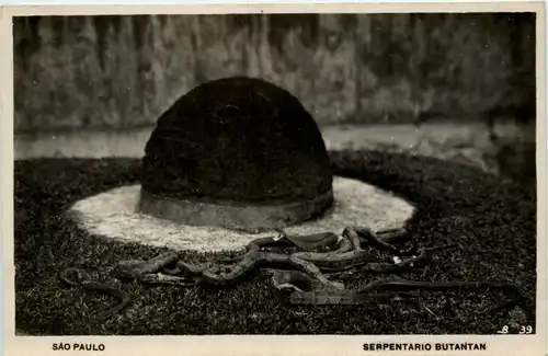 Sao Paulo - Serpentario Butantan - Snake -256714