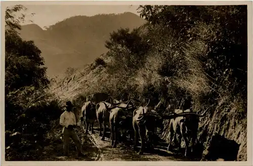 Interior Brasil - Carro de bois -256720