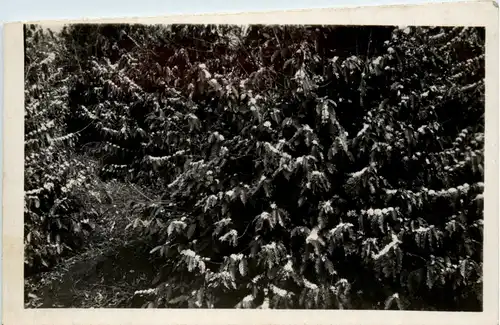 Sao Paulo - Cafe em flor -256794