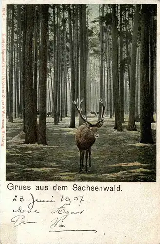 Gruss aus dem Sachsenwald - Hirsch -257414